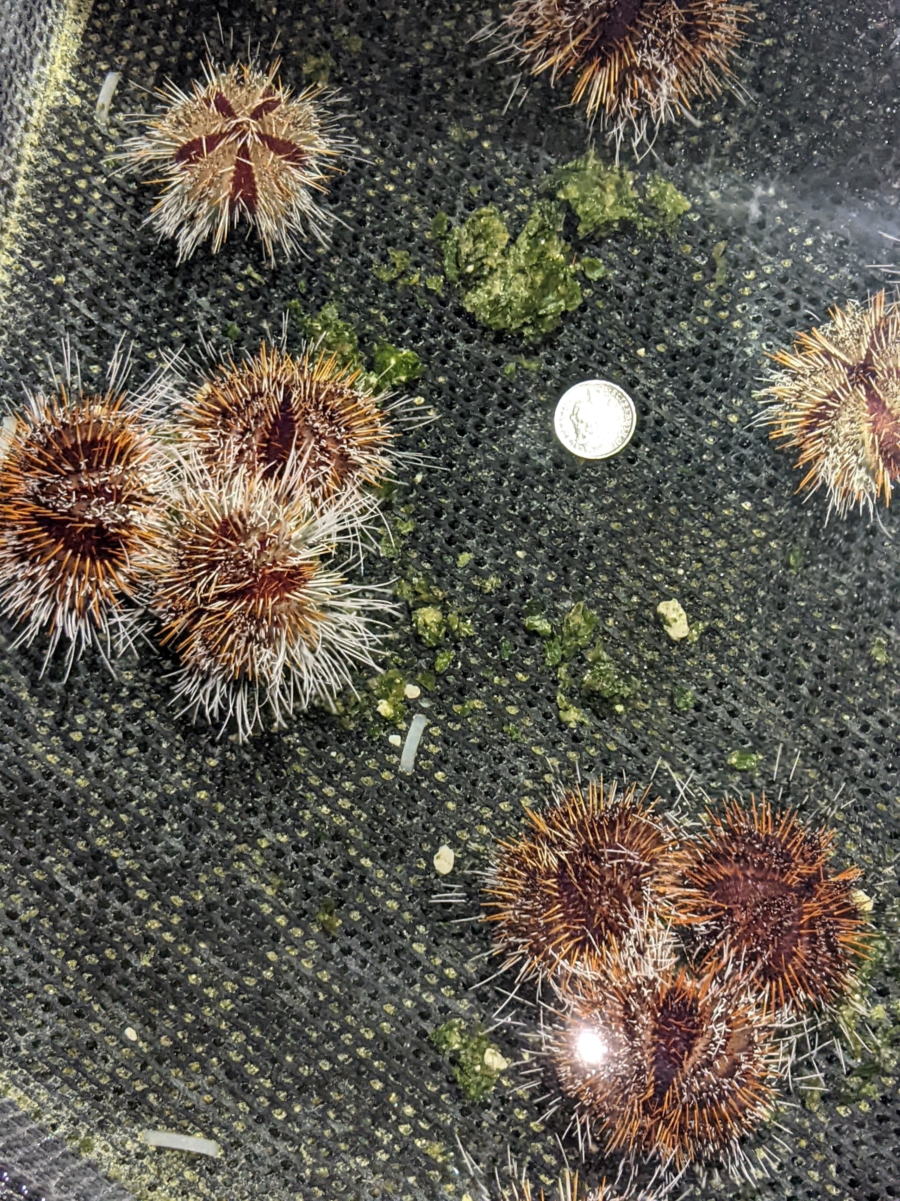 Menengenui Sea Urchins News Article Horizontal